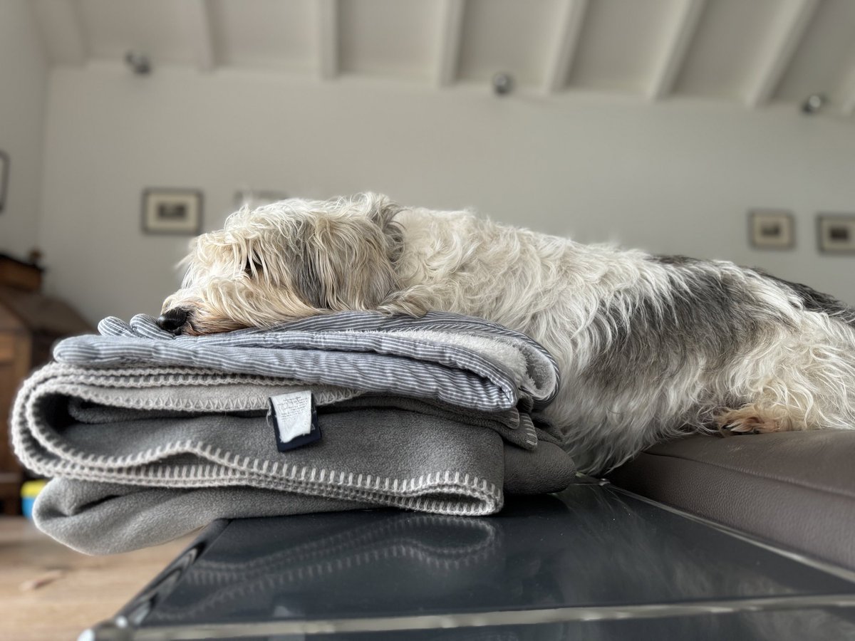 MontecristoPBGV's tweet photo. Ich sei ihr Prinz auf der Erbse. Sagen sie. Mir doch egal. 

#dogsoftwitter #pbgv https://t.co/88XEkI3q7N