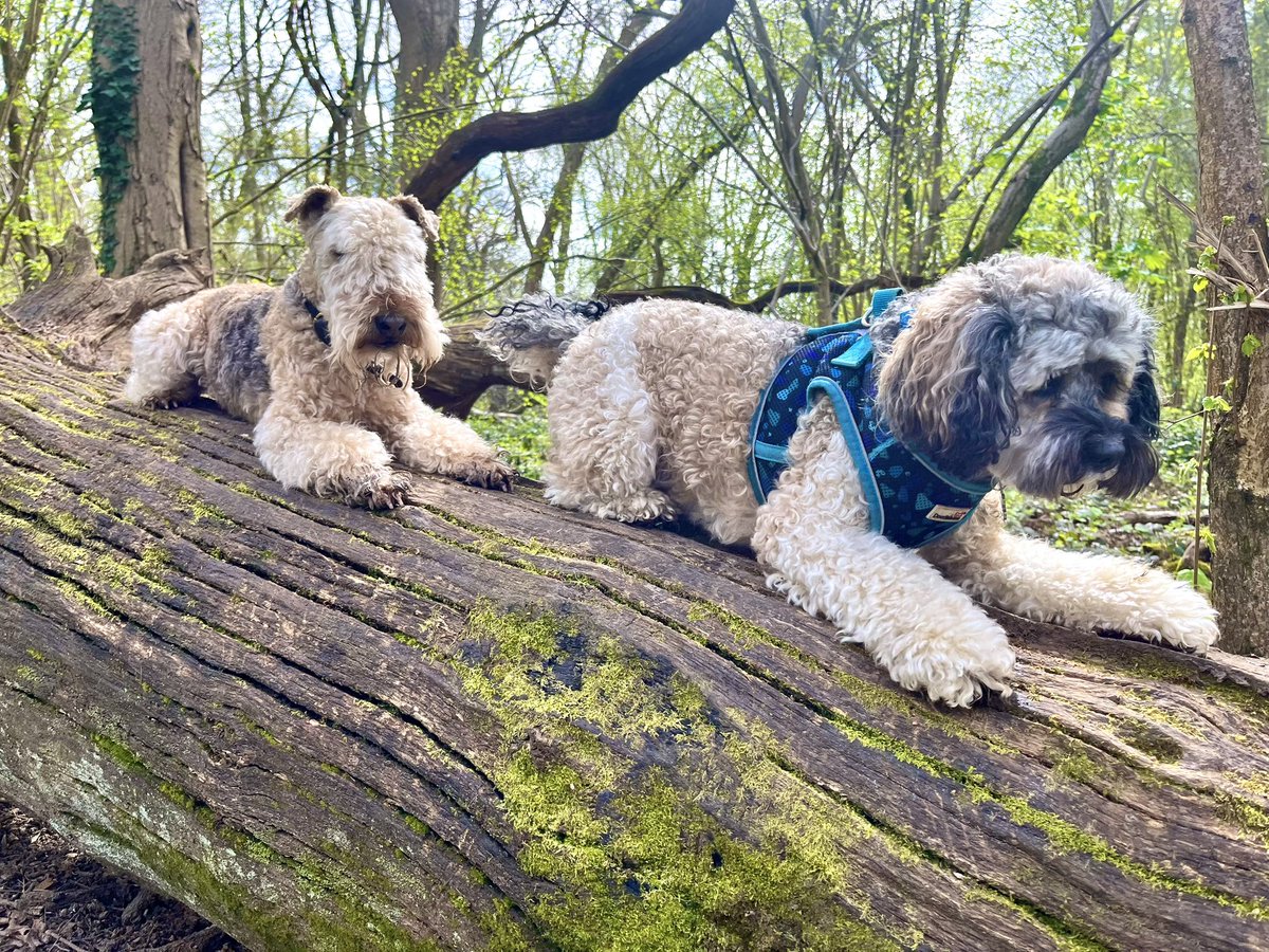 Chums! Final post for today - just a preview of my special Walk with @bertie_lakeland We’ll post a video in the morning. Thank you so much for sharing this with us. Night night ❤️ #BabyDogAndBertieLakeland #BabyDog #dogs #dogsofx #dogsoftwitter #SundayFunday