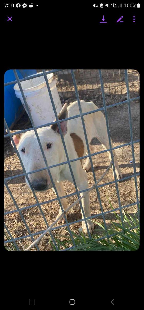 Hey everyone!  You all did such a great job volunteering for transport, but now I'm trying to help find a foster.  Anyone in the Ava, Mo area willing to take this dog in? #Foster #helpdogs #Dogs