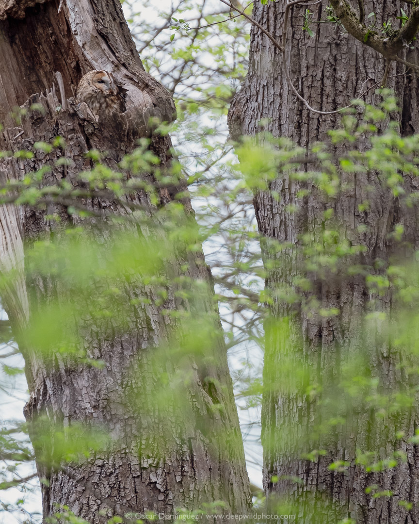 Gamarús (Strix aluco) esperant la nit.