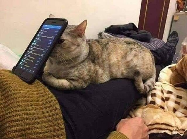 equine__dentist's tweet image. finally find a use for this idiot