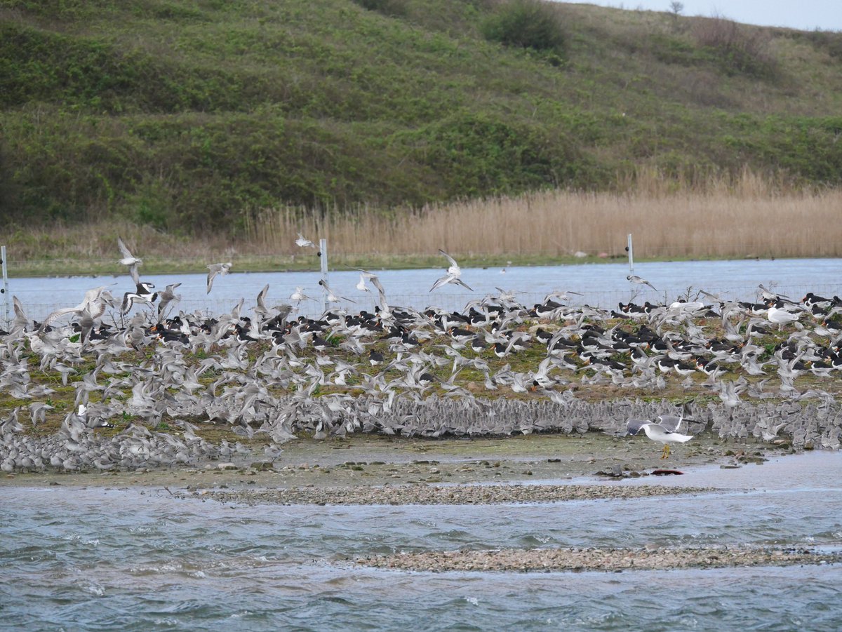 GTAlstonWader tweet picture