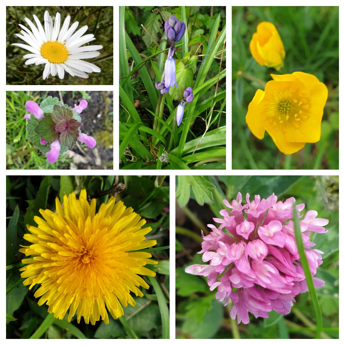 As the daffodils fade good to see more wildflowers appearing on our verge at the entrance to Jigs Lane South. Clockwise from top-left; daisy, bluebell, meadow buttercup, red clover, dandelion (great for bees and butterflies) and red dead-nettle. What will you see? 🌼💚