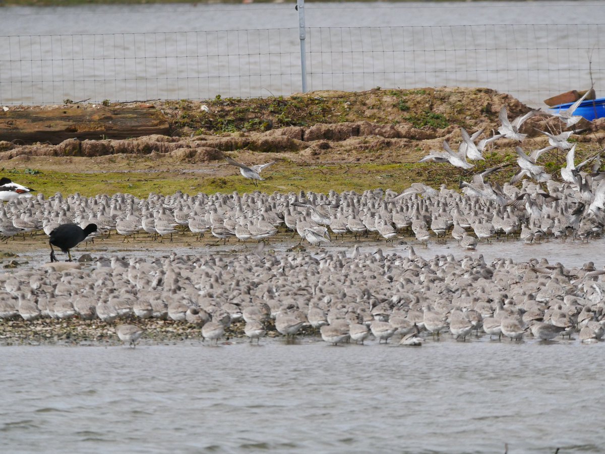 GTAlstonWader tweet picture