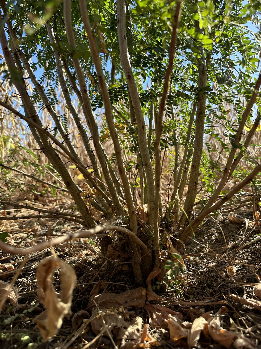 El problema de la Acacia Negra en los lotes Agrícolas, cada año se pone peor…
La hacienda también juego su papel en la dispersión de semillas…

#CampoArgentino #CosechaSoja
#especiesInvasoras