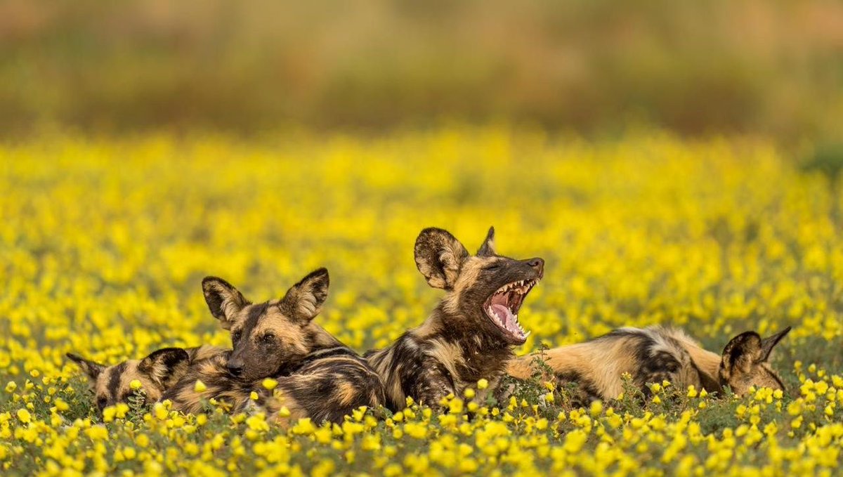 Late summer rain carpeted Tswalu Kalahari Reserve in devil's thorn, creating unparalleled #photographic opportunities. #Tswalu #WildDogs #NaturePhotography