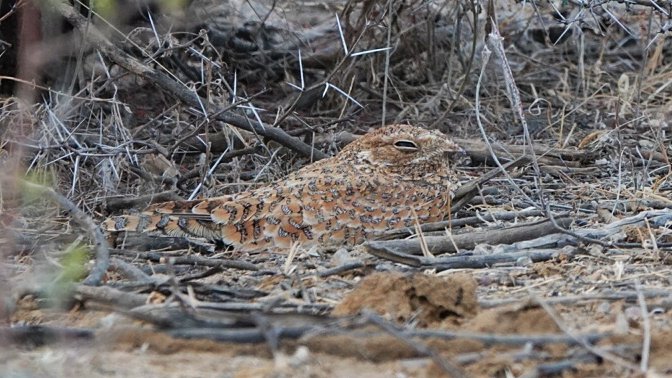 Finding a roosting Golden Nightjar rounded off a great first day in #senegal 
#teamyorkshire