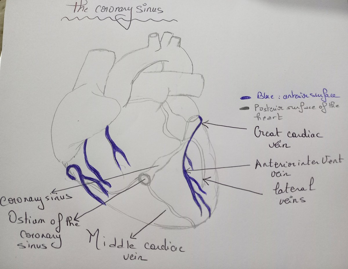 The Coronary Sinus Anatomy From my Gallery 💙💛💜