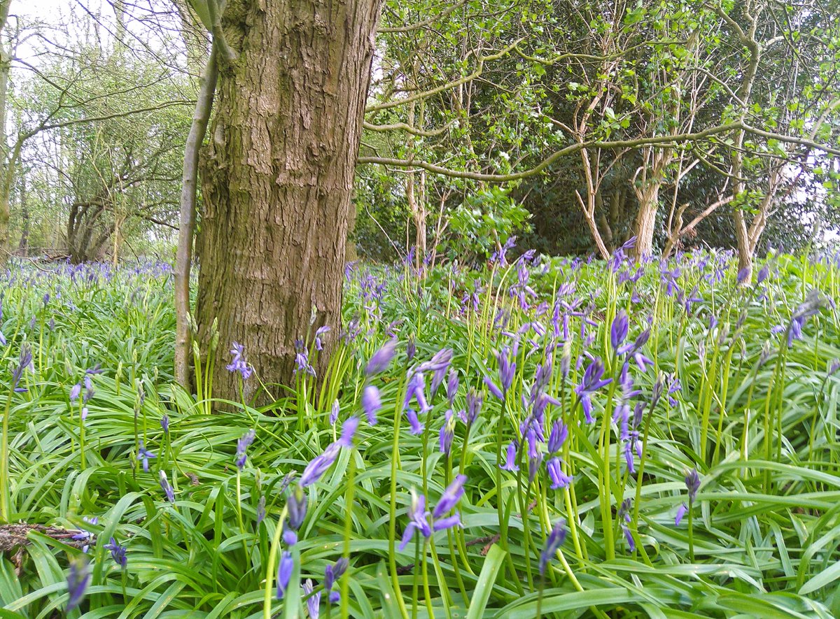 Happy #ThickTrunkTuesday with bonus #bluebells from my Wednesday walk in Leicestershire. 🌳💙 #SpottedOnMyWalk