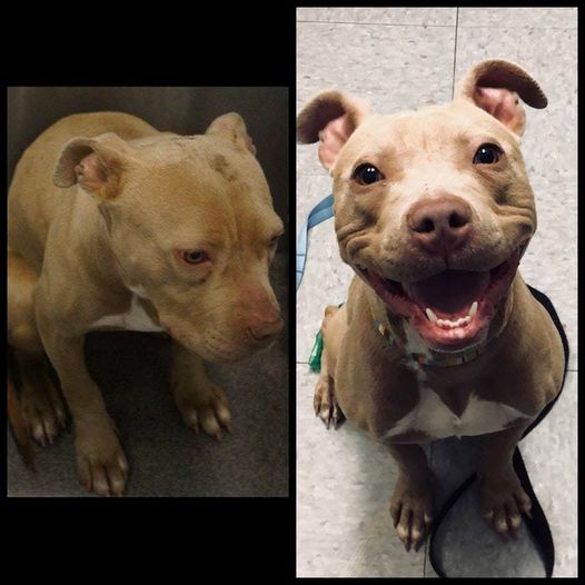 Before vs after rescue.