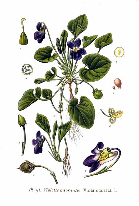 The theme of violets for this evening's @wildflowerhour has evoked such strong memories for me - in particular regarding my long-standing adoration of the scent of V. odorata By Amédée Masclef - Atlas des plantes de France. 1891, Public Domain