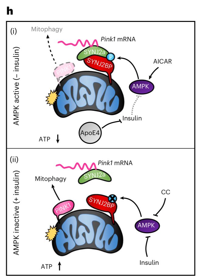 Redistribution of mitochondrial protein genes from mtDNA to nucleus early in evolution put a hard challenge for nervous system much later. Neurons need somehow to supply mito in axon terminals with proteins. And transport of substances through a long axons could take days - a…