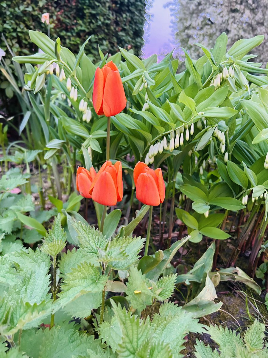 Quelle plante à fleurs voyez vous en premier ? La jolie tulipe ? La gracieuse Alamy? Et l’ortie???? La voyez vous?  C’est pourtant celle qui a le plus de bienfaits 🤗 fortifiant d’enfer 💪 #ortie