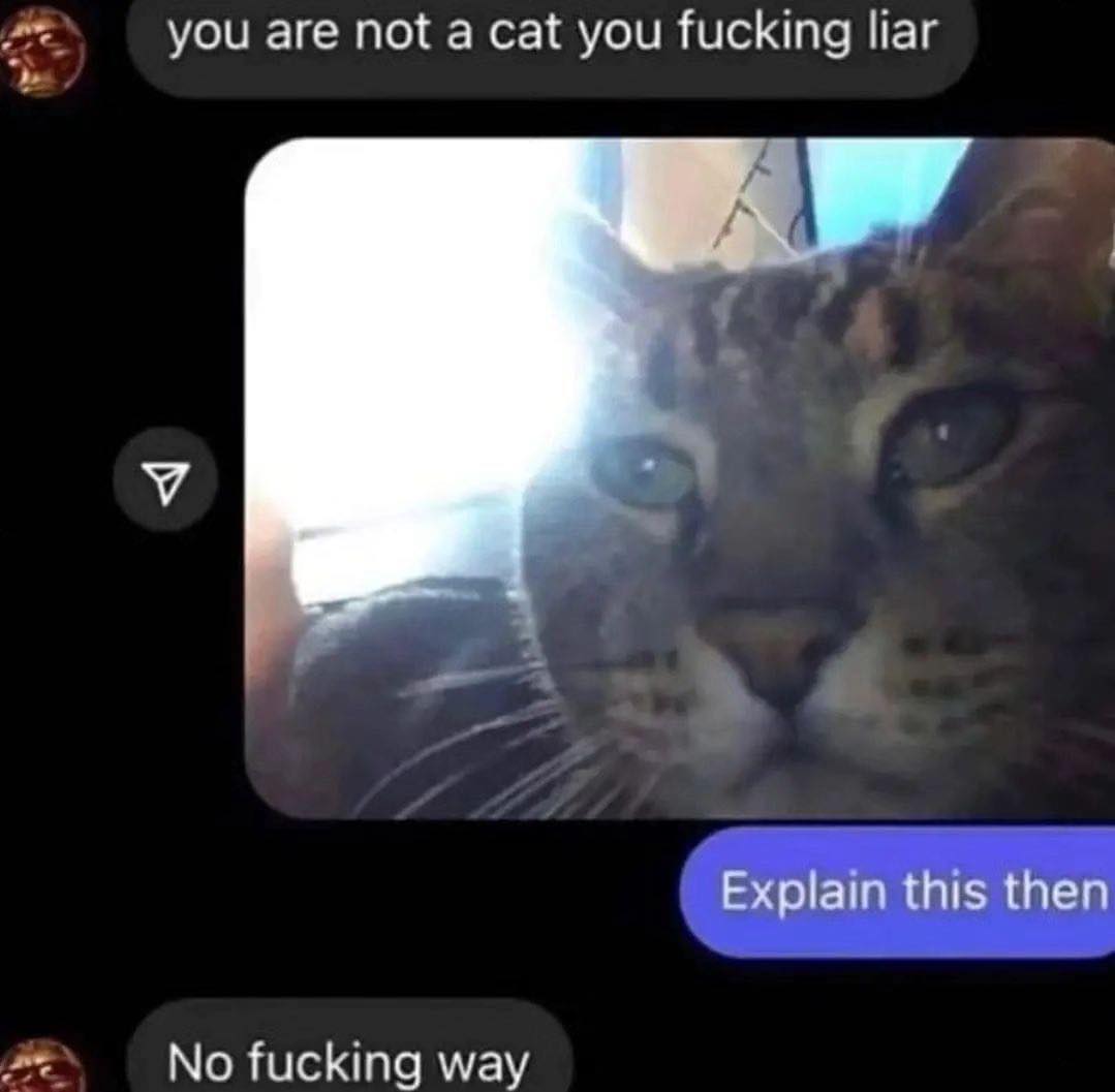 Punch Cat tweet media