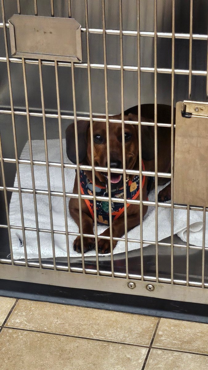 Imperfectsoul23's tweet photo. Just a dog https://t.co/IpcWBpAkQ2