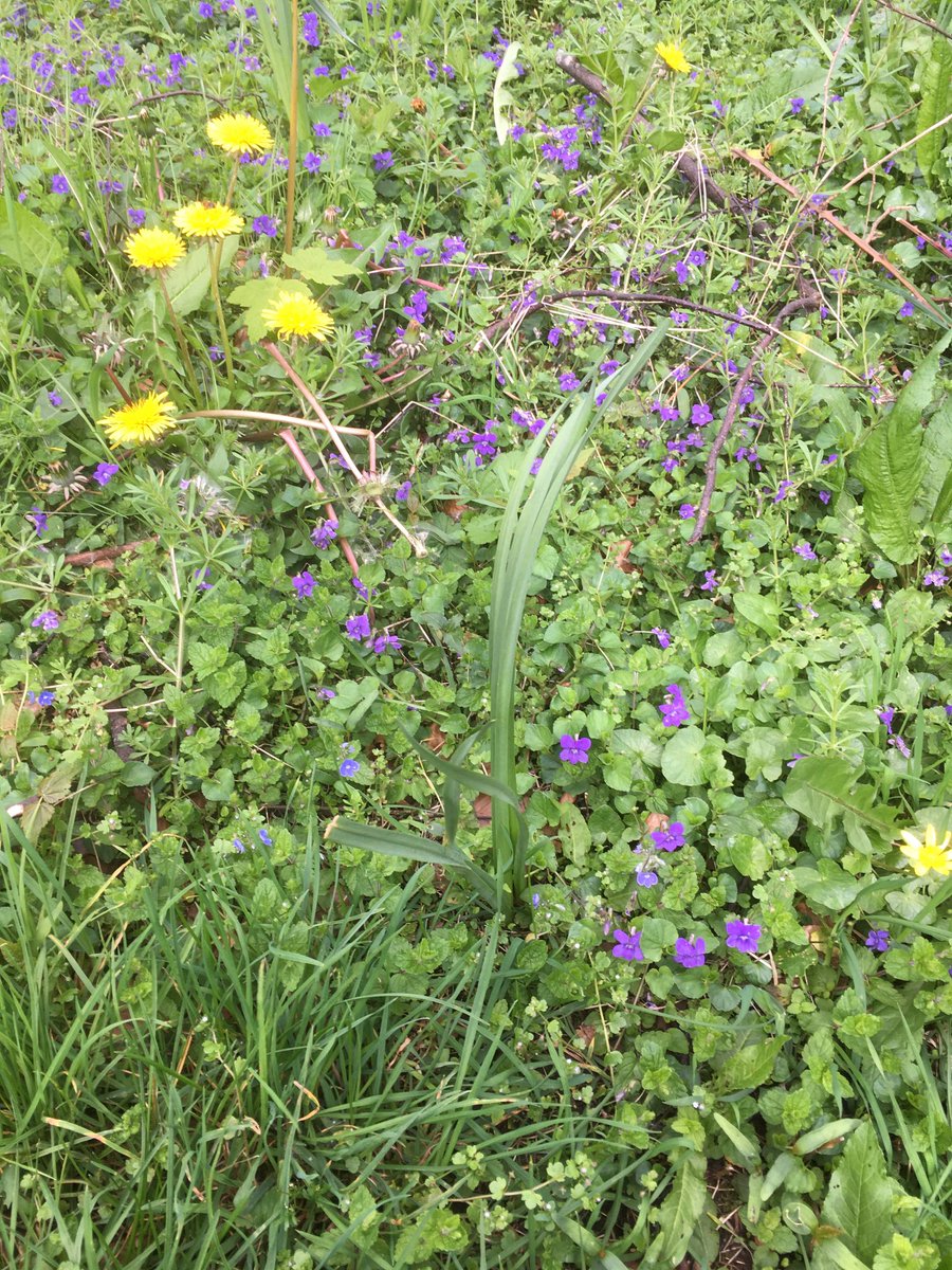 #wildflowerhour A cheery patch of Common Dog Violet by a village path in East Sussex.  Quick phone photo so not the best quality.