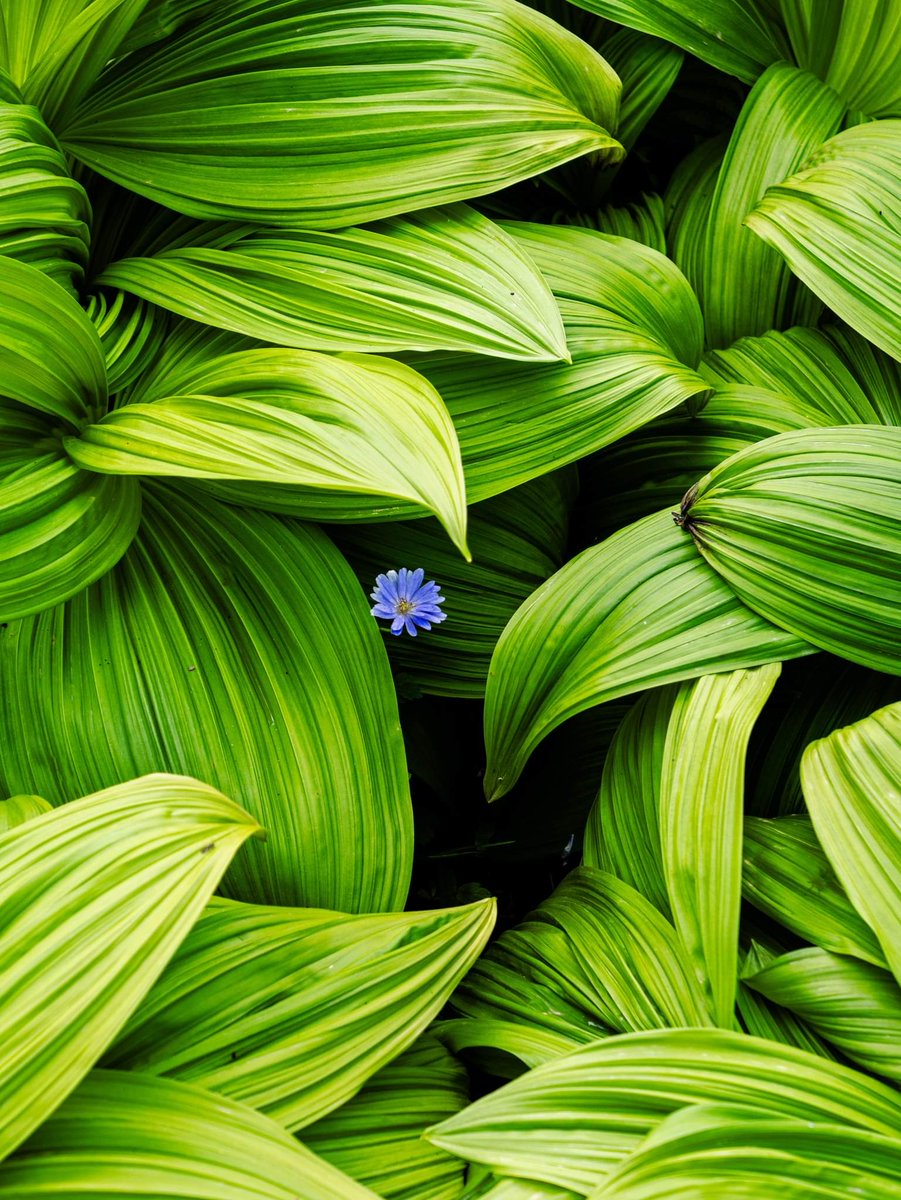 Determined Spring Flower
#plantphotography #photography #GardenersWorld #gardenphotography #lumix #lumixg9m2 #lumixuk @Lumix #lumixphotography #flowerphotography