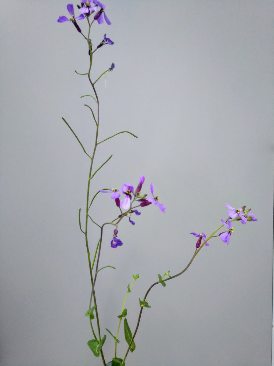 VG_Rodriguez's tweet photo. Herbario de primavera

'Moricandia arvensis' (L.) DC. 🌱💚🌼 https://t.co/9jxlRWBacX