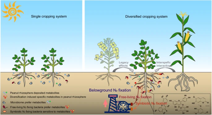 Win-win situation for 2 types of nitrogen fixation. Beautiful story. - Legume rhizodeposition promotes nitrogen fixation by soil microbiota under crop diversification sco.lt/8iVnxQ