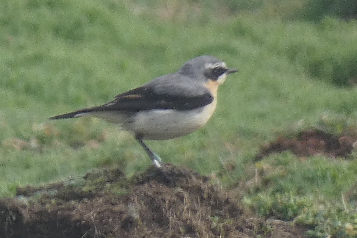 Wheatears were keeping their heads down on another day of strong winds @SkokholmIsland. Male C39 ventured out at The Dents. He fledged in 2020 and has been breeding in territories around the North Fields area ever since. Hopefully he’ll have a successful fourth year.