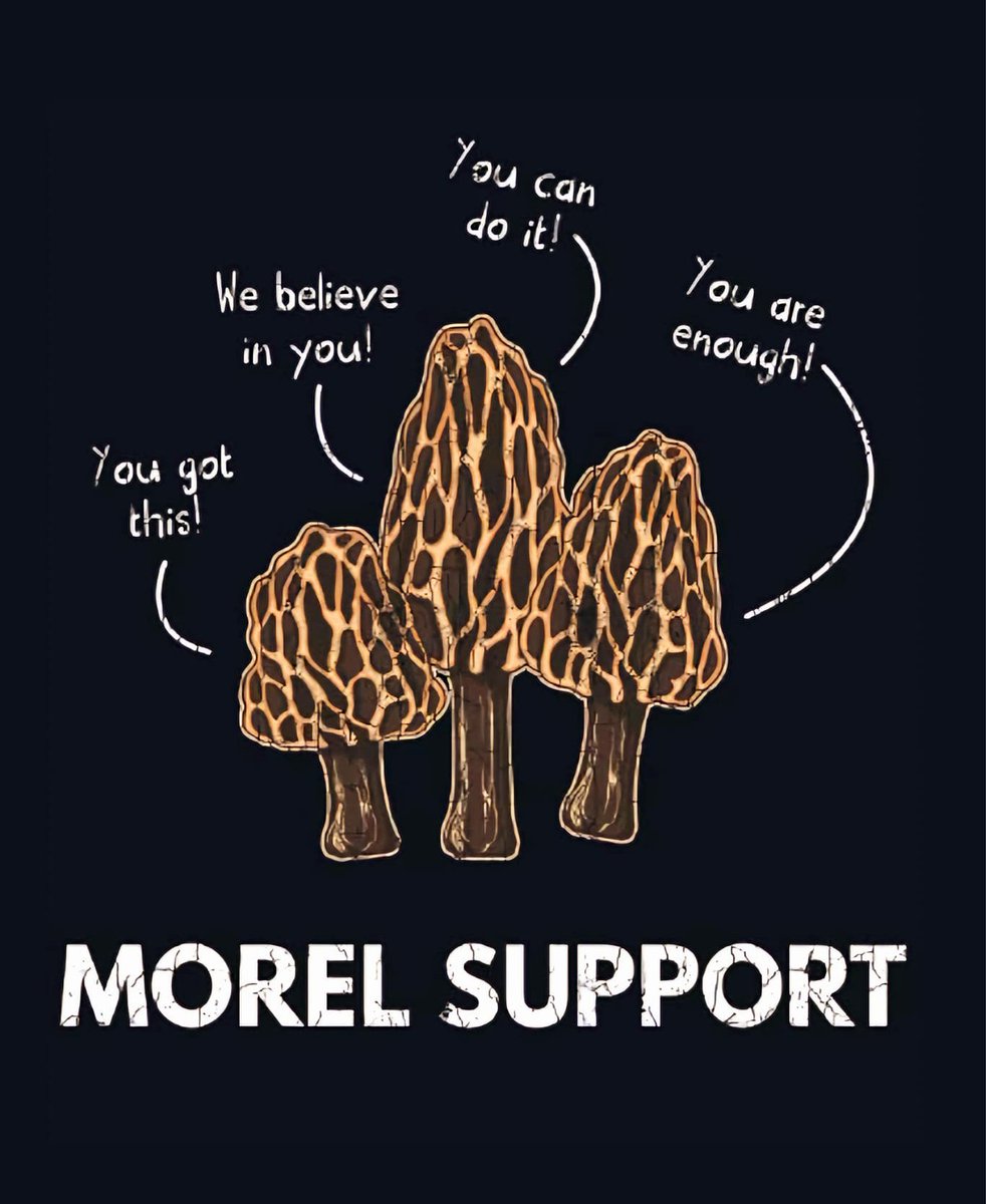 Morel support for our Fungus 🍄