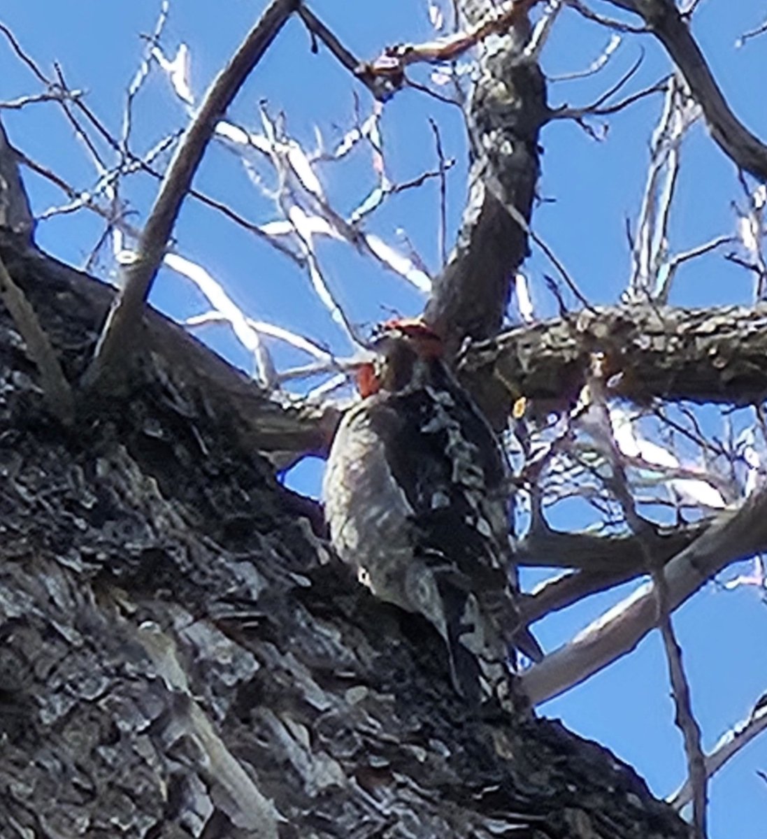 As of someone gently rapping, rapping at my chamber door ...
Tis some visitor, I discovered, rapping outside my chamber door ....
In a tall tree, a sweet little woodpecker tap, tap, tapping galore ...
This is it & nothing more ... 🌲👀🥰
#BackyardBliss 💗