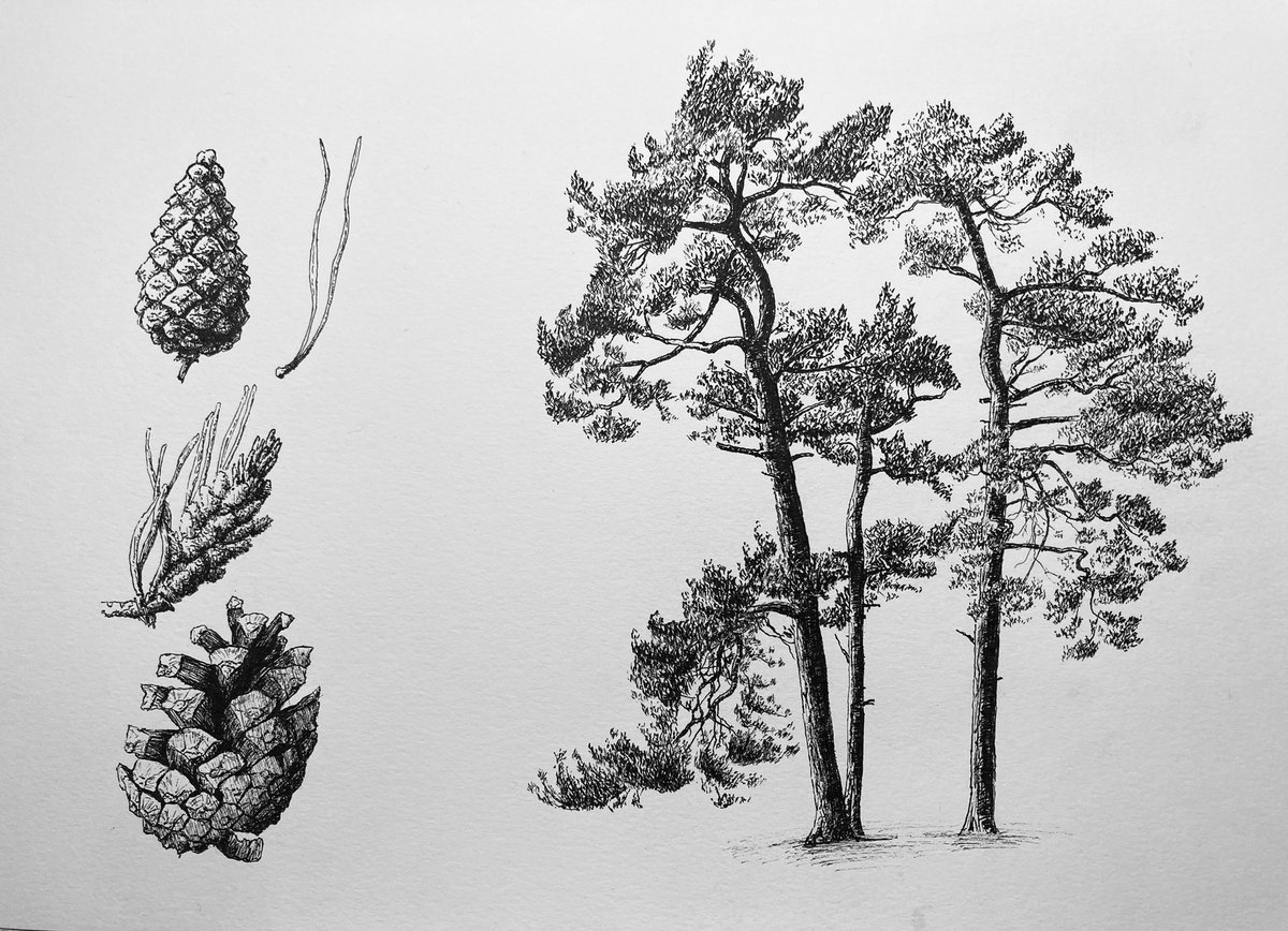 Scot’s Pine- Pinus sylvestris. Scotlands national tree. Native to northern Eurasia and one of the first trees to be introduced to the North America in 1600 #penandink #pinussylvestris