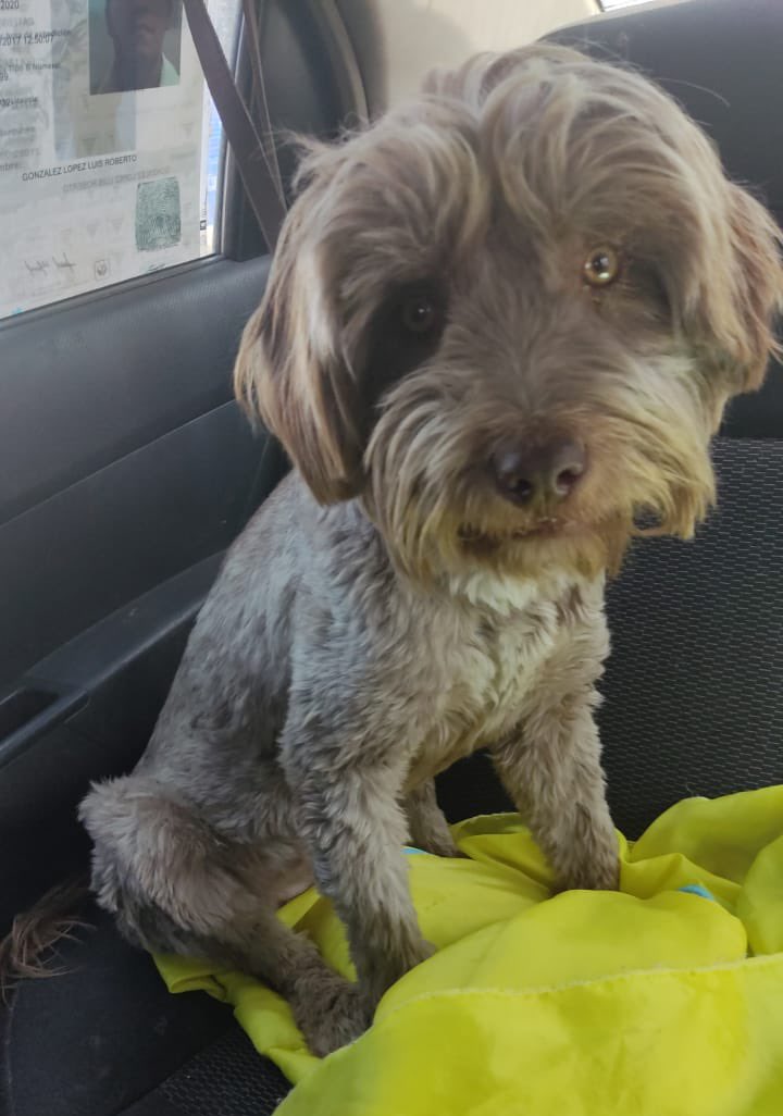 ¿Verdad que Teddy es un perrito súper hermoso? ♥️ Recuerden que está en adopción,esta semana empezaremos con su protocolo de salud 🥰 Estamos en Cdmx