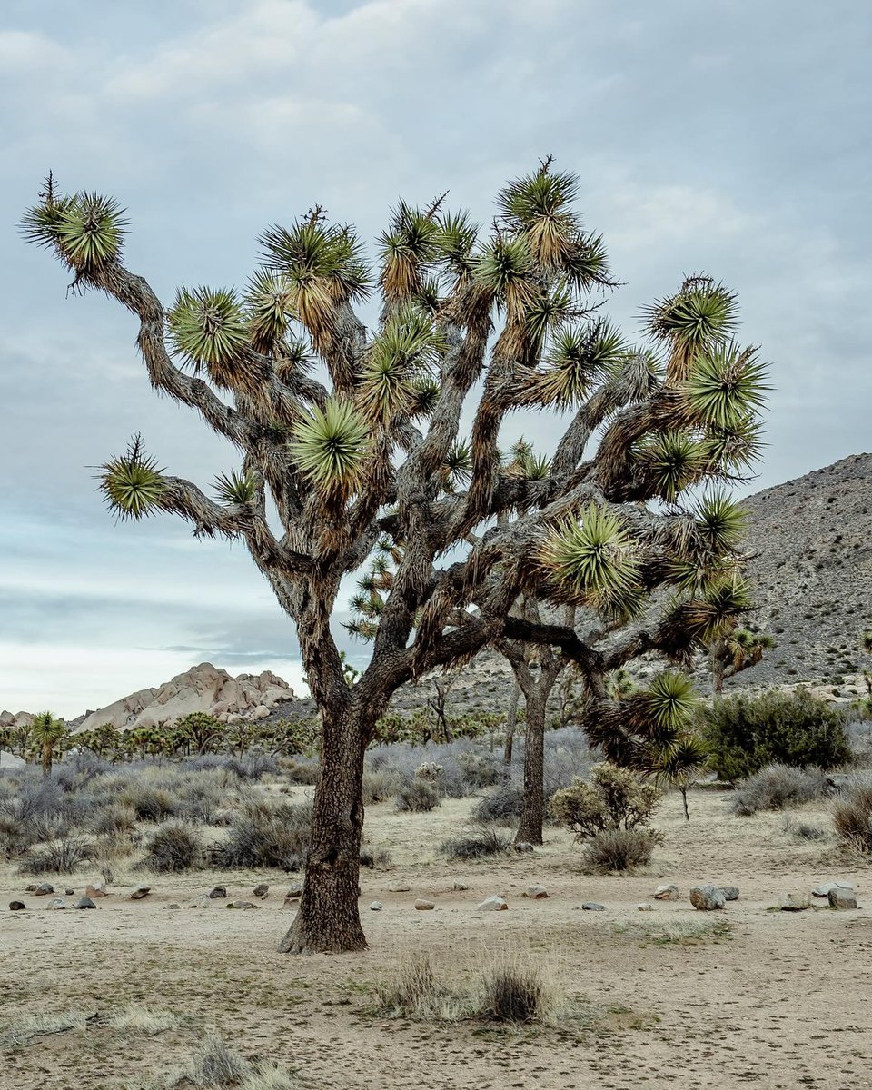 In a world of trees, be different—be a Joshua tree. See these prickly plants for yourself in the wilds of @JoshuaTreeNPS. 🏜️ 📷 370zsito on IG #VisitCalifornia #JoshuaTrees #JoshuaTreeNationalPark