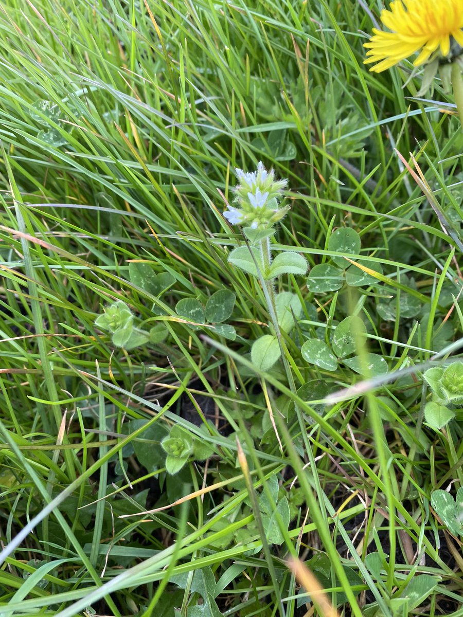 Wetland plants from the Somerset Levels yesterday: white and red deadnettle, cuckoo flower and, I think, sticky chickweed? #wildflowerhour