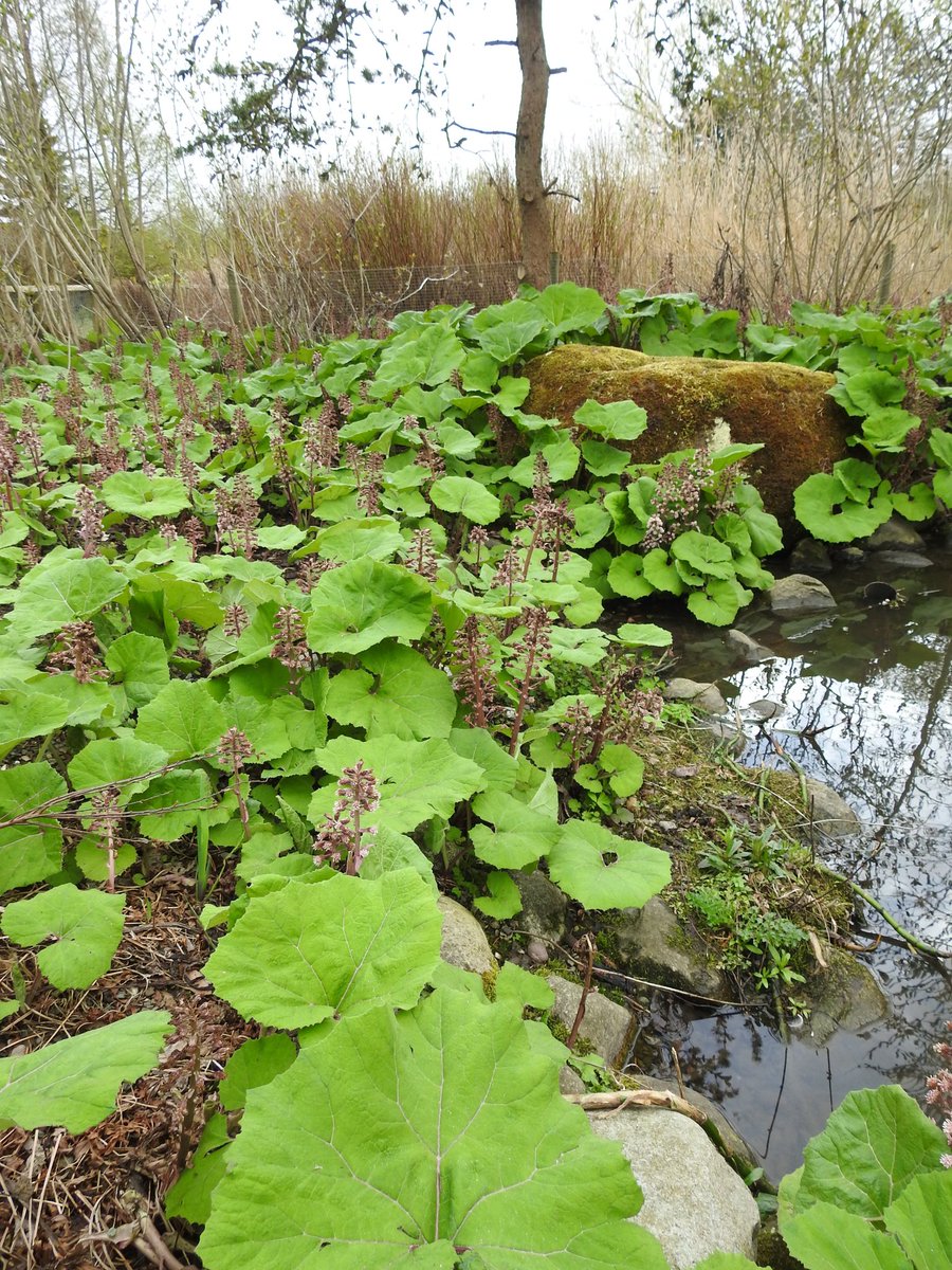 A fabulous stand of Butterbur this week @WWTMartinMere...another late #wildflowerhour submission! @wildflower_hour @BSBIbotany