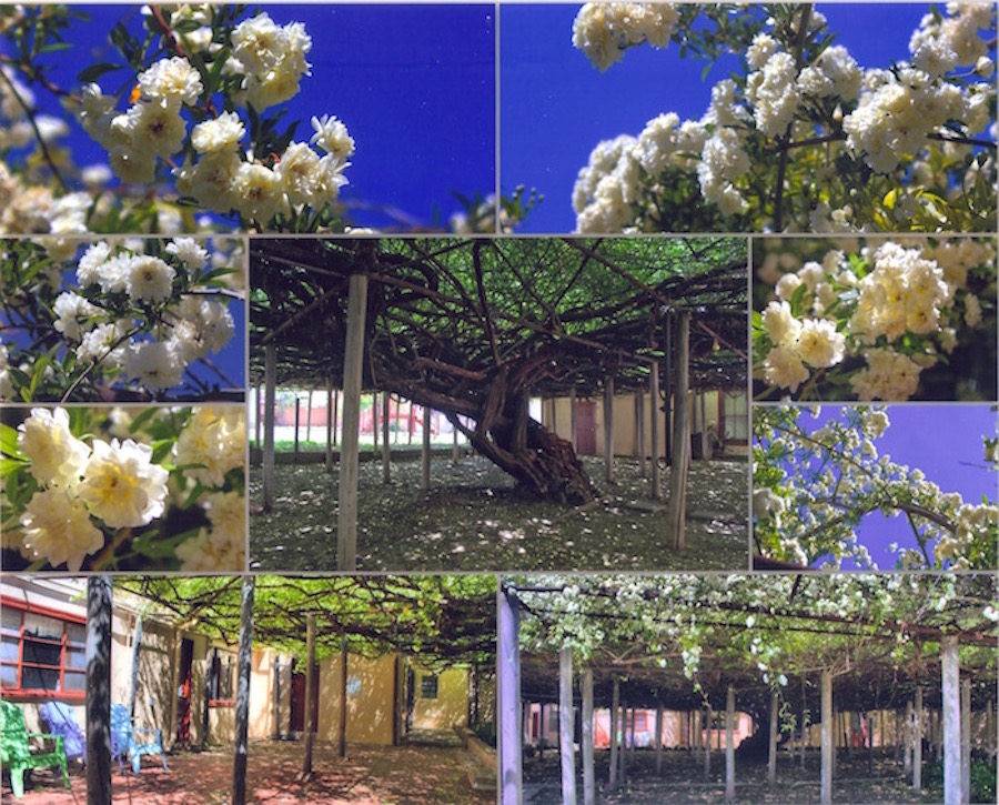 THE LARGEST ROSE TREE IN THE WORLD IS IN TOMBSTONE, ARIZONA! TOMBSTONE ROSE FESTIVAL! April 12 - April 14 For more information: (520) 457-3326 #tombstone #arizona #roses #okcorral #gardening #surprise #cowgirls #travel #glendale #familyfriendly #parade #tucson #phoenix #LA