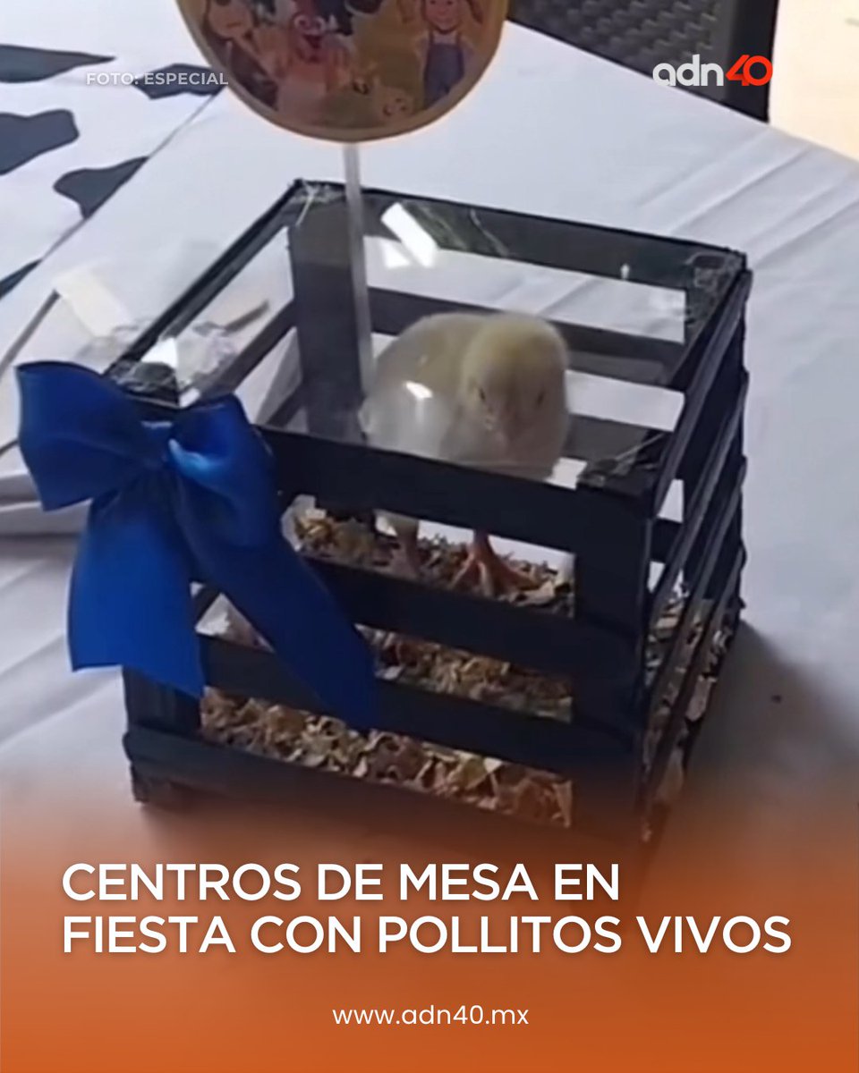 ¡No se vale! 😕 Usan pollitos vivos en centros de mesa para fiesta 🙄