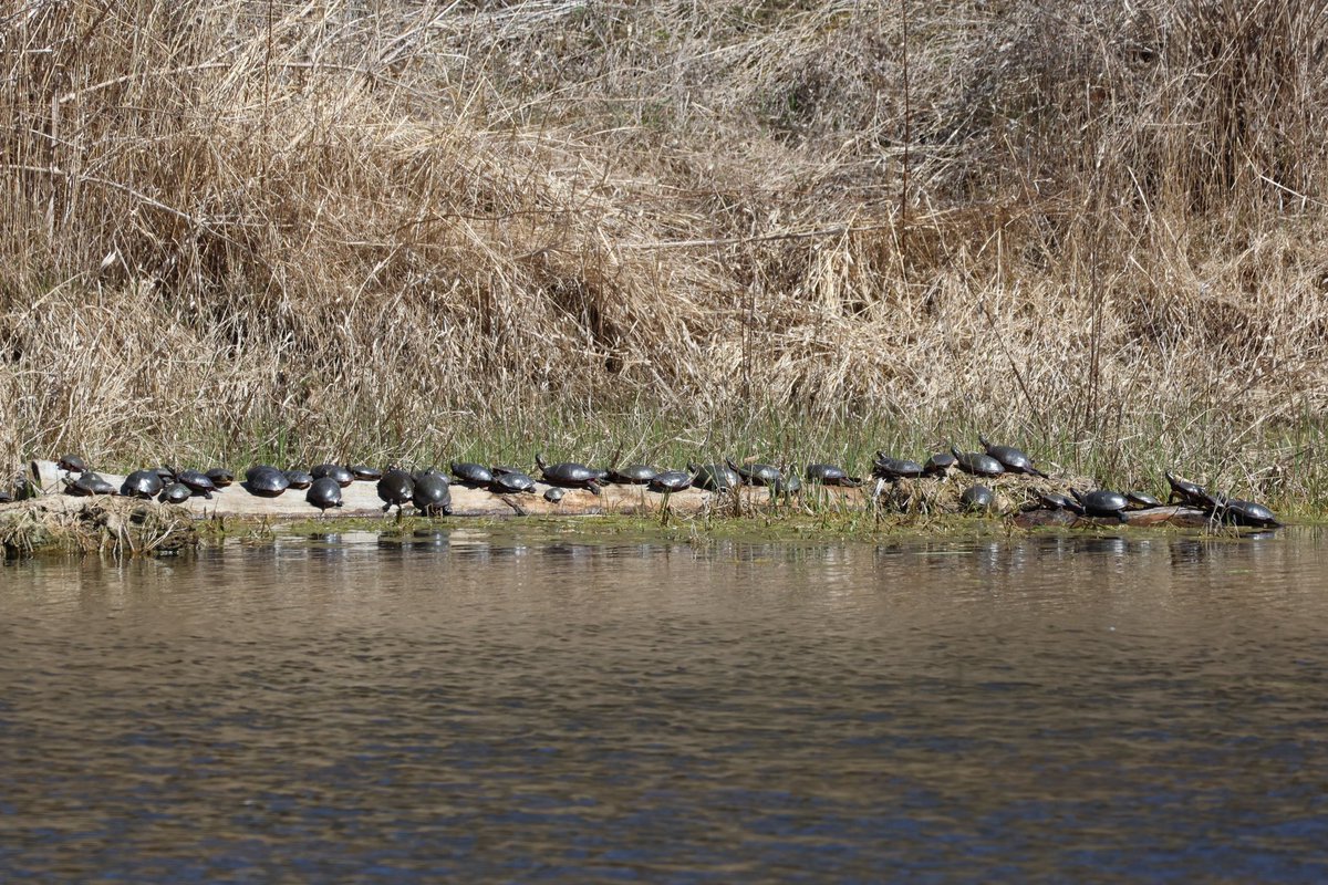 Would you look at this? 🐢🐢🐢🐢🐢 I think all of them are Painted Turtles!