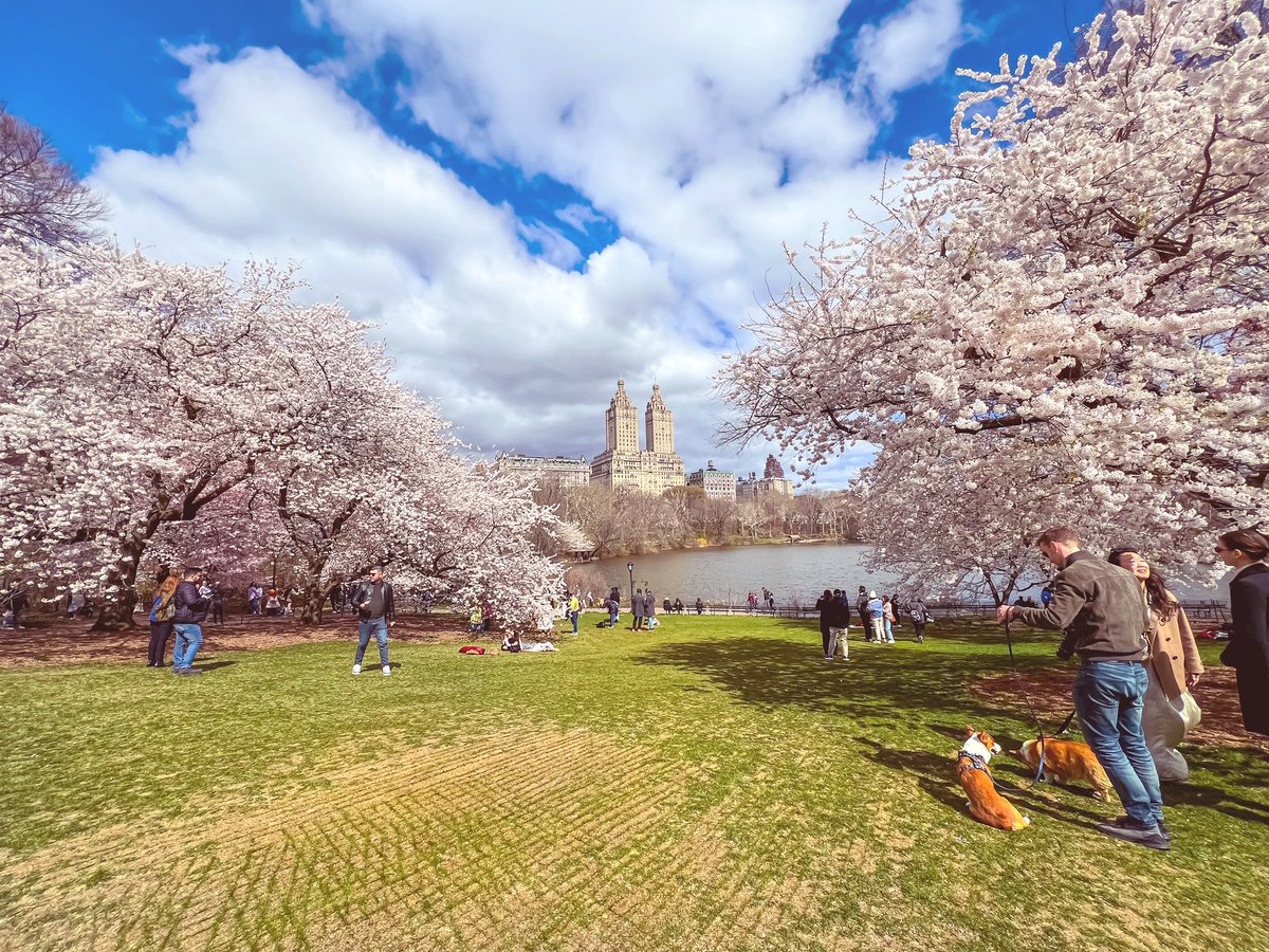 gigi_nyc's tweet image. Today at Cherry Hill @CentralParkNYC #NYC #SignsofSpringNYC 🌸