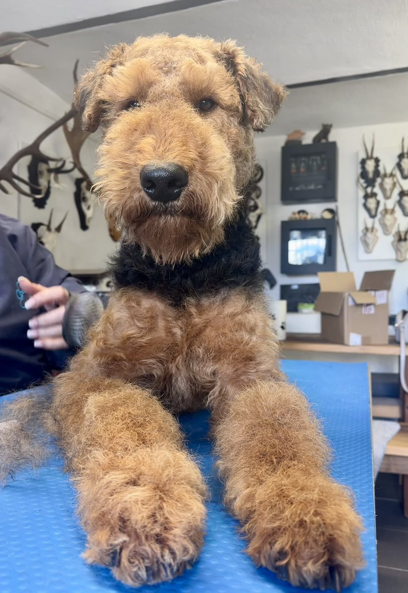 #dogs #dogsoftwitter #weekend Pals we have a little bit of summer feeling here. So I checked-in for a quick hand-strip make-over at Anja‘s Terrier Salon. Not too bad here 🌺❤️ Hugs FRODO