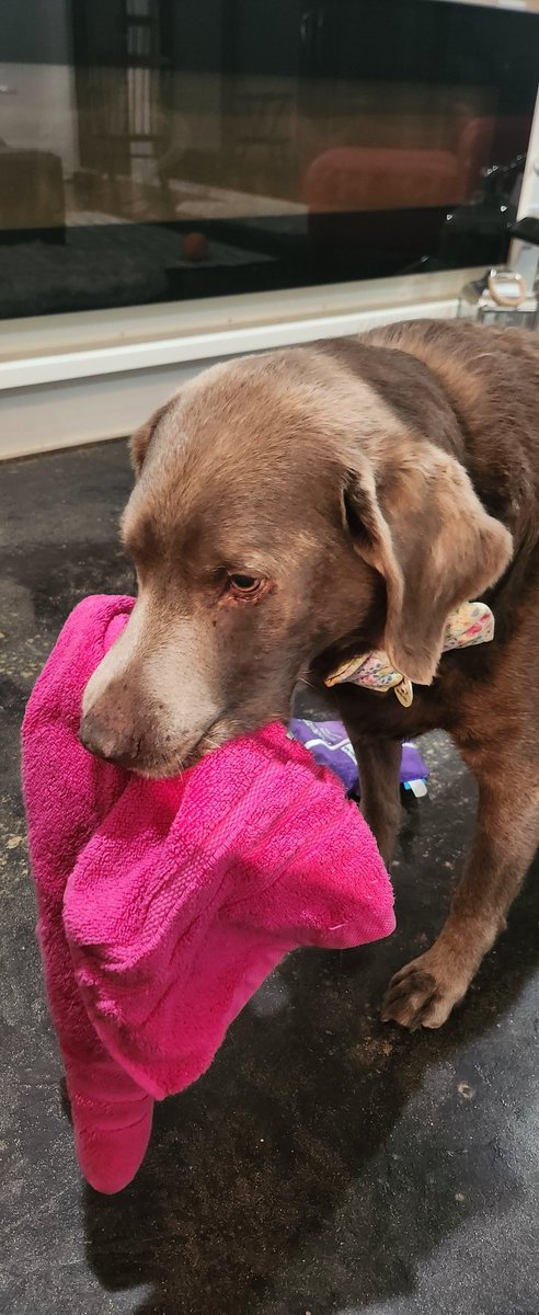 LabTitus's tweet photo. #Tituscapers De pretty @Barbie pink towel keeps calling me!! It wants me to eat it.  Iz tink! Maybe not eat but maybe just play!! Iz can play wit it!!! #Towelthief #TowelKnicking #silverlabsoftwitter #SilverLabsofTwitter #DogsofTwitter #dogsoftwitter https://t.co/mIGaSdz3Al