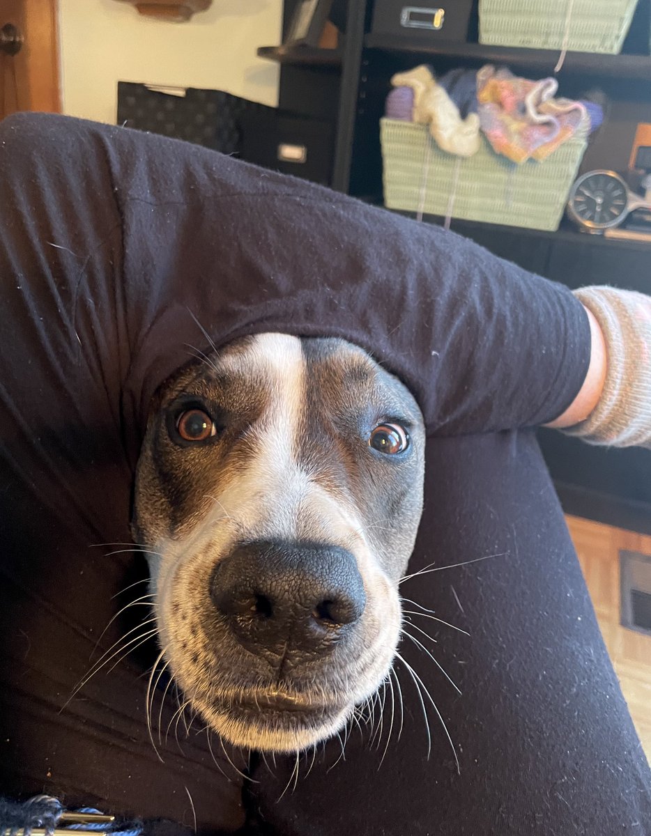 Fletcher is trying his best to get Nannie’s attention…I think her book is tooooooo good! 📖 @LookingForJane #SundayFunday #readerscommunity #dogdays @optimusgearco