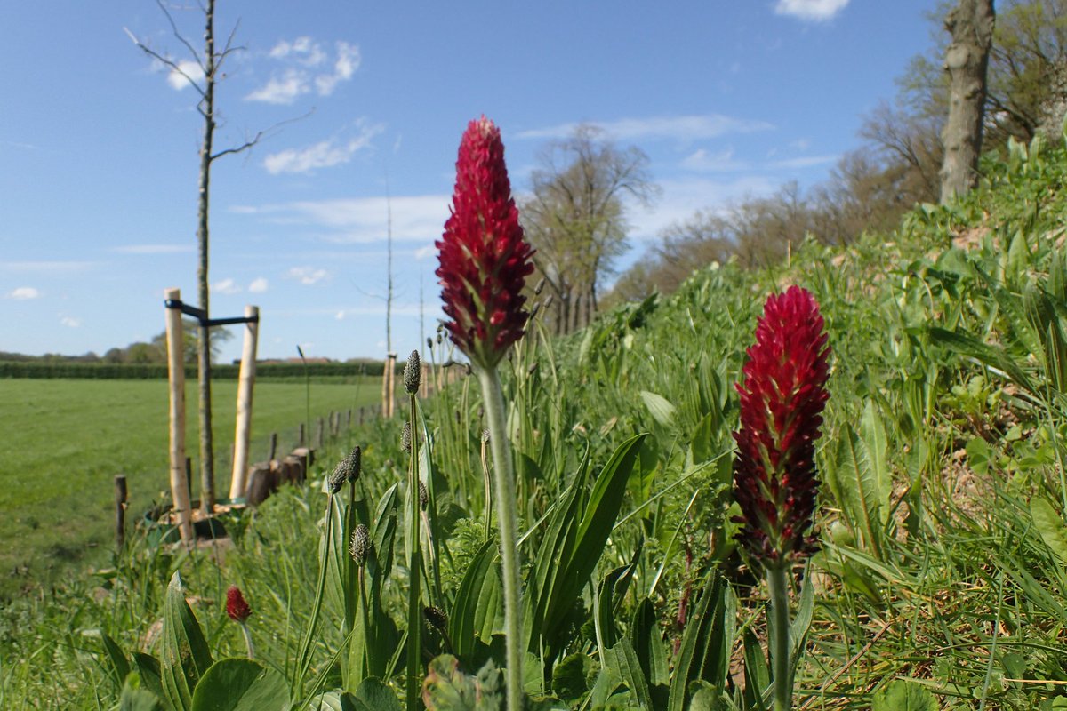 Wegberm tussen Mook en Plasmolen. Tot voor kort groeiden hier Voorjaarszegge, Moeslook en Stijf vergeet-mij-nietje (alle Rode Lijst!). Nu staat hier Inkarnaatklaver (uit Zuid-Europa) en Phacelia (Amerika). 

Kunnen we iets zorgvuldiger omgaan met de laatste restanten wilde flora?