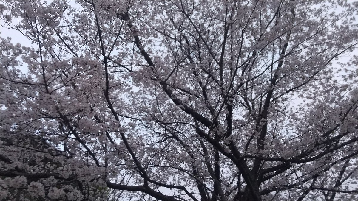 hotelmo100's tweet photo. 桜咲く。 https://t.co/wVL2IBoFNw