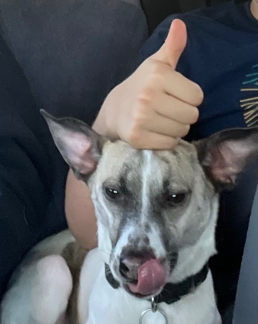 👍 🐶