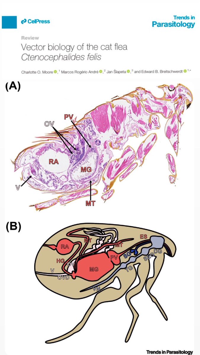 rubueno10's tweet photo. 🔍 Strongly recomended read if you want to learn more about the biology of the #CatFlea
#CtenocephalidesFelis #Fleas #PestManagement #VectorControl
👉🏻 https://t.co/TpVMb2htHr https://t.co/ECtMC30k3O