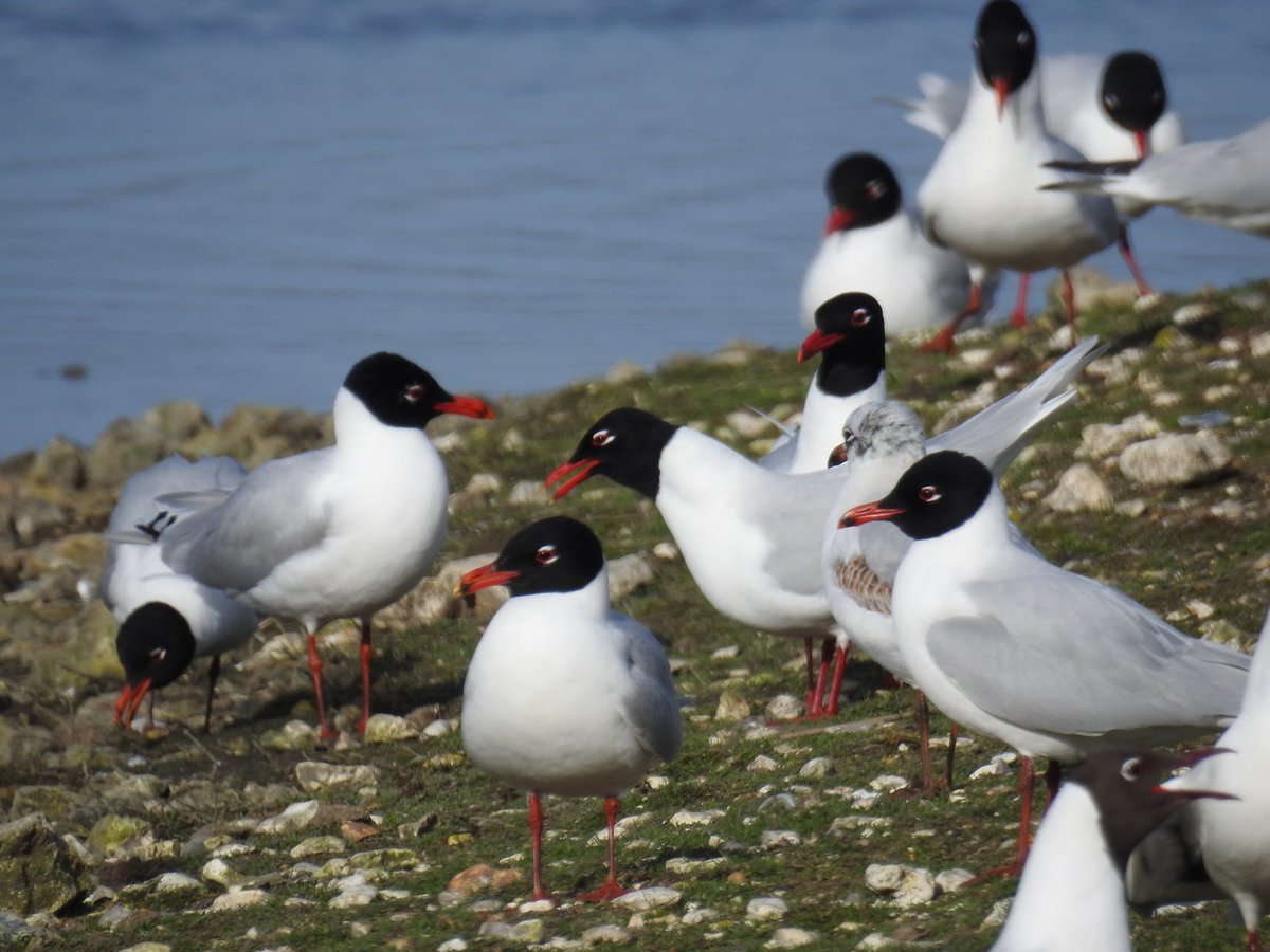 Med gulls om Brownsea today...we hope they move on before the terns start to nest as they can be a major predator for chicks. But I have to admit they are gorgeous birds 💚 #WildBrownsea @DWTBrownsea @DorsetWildlife @DorsetBirdClub @harbourbirds @BirdGuides @brownseaNT