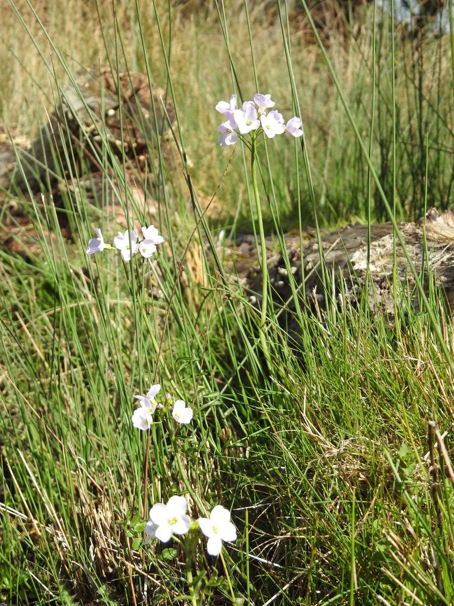 Cuckoo flower (Lady's smock) in the wet meadow today #WildBrownsea @DWTBrownsea @DorsetWildlife @BrownseaNT