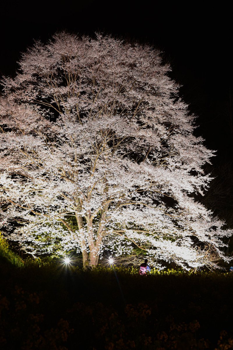 おはようございます✨

淡墨桜✨咲く｡❀·̩͙

 #flowerphotography 
 #夜桜ライトアップ 
 #淡墨桜  #蓑毛