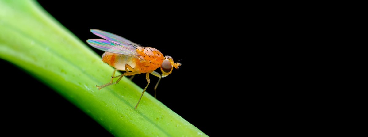 Buck Scientists Identify How Dietary Restriction Slows Brain Aging & Increases Lifespan Kenneth Wilson, @kapahi_pankaj & @ellerby_lisa @BuckInstitute buckinstitute.org/news/buck-scie…