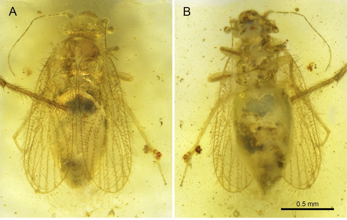 Our latest collaboration with @SrAmbarez: 📷Unravelling the mishmash: A new phylogeny for the family Empheriidae (Psocodea, Trogiomorpha) with a new genus and species from Cretaceous Charentese amber tinyurl.com/a8ha5vs5 @ISYEB_UMR @ISYEBsp @isemevol @GeosciencesR