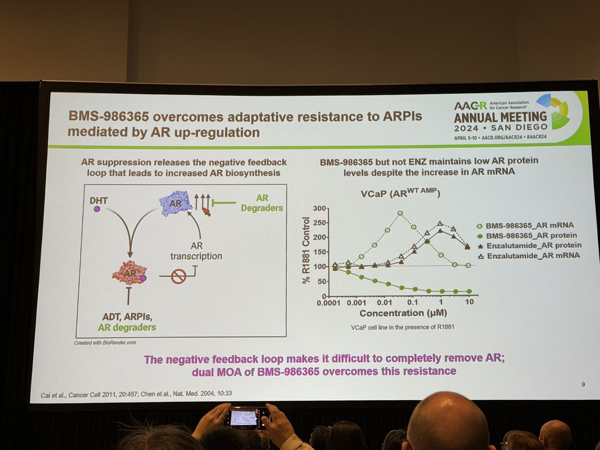 AR-PROTAC BMS-986365 is a potent & rapid AR degrader with enzalutamide-like antagonist potency, low AR agonism, weak activity against AR L702H, claimed to be selective against CRBN neosubstrates (data not shown) & allows to overcome AR feedback up-regulation. #AACR24 #TPD