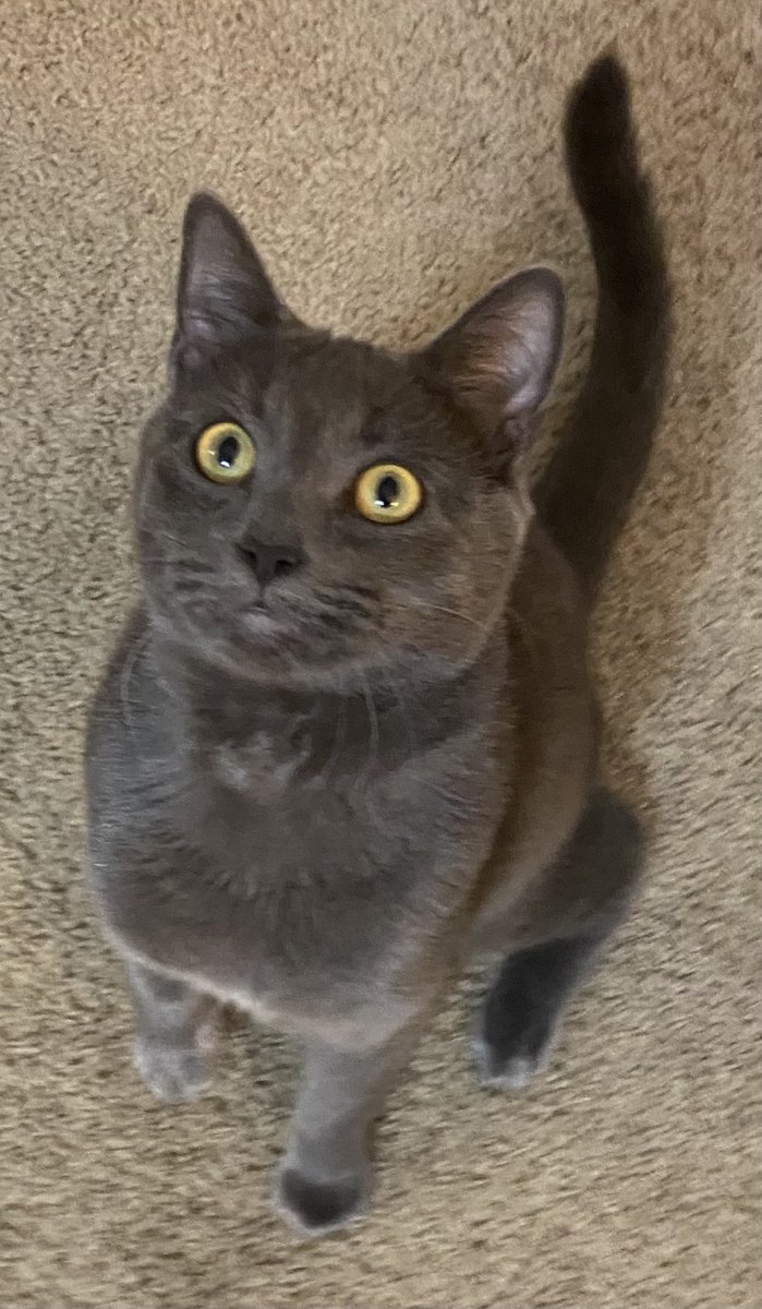 Sebastian is 9 months old!😻🐈‍⬛🐾😻