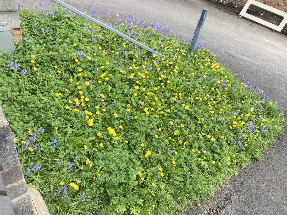 This is a lovely green space among the urban environment on Slad Road 😃#BlueBells